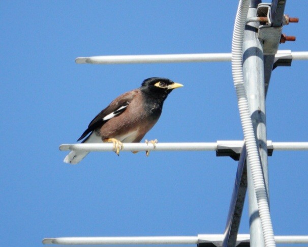 Common Myna - ML614213320