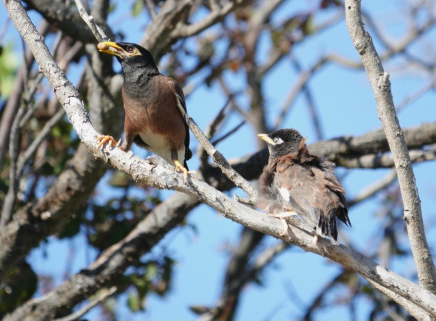 Common Myna - ML614213321