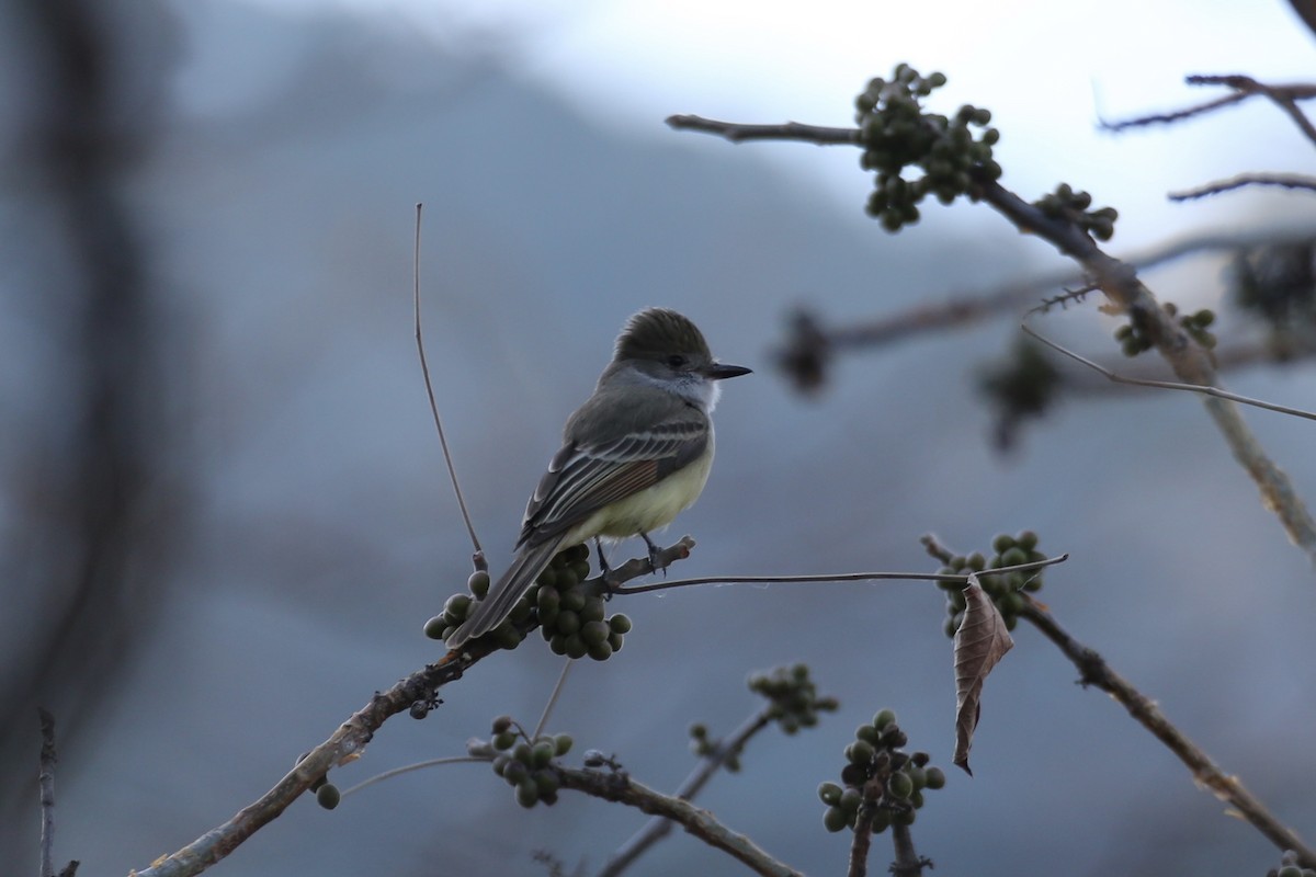 Nutting's Flycatcher - ML614213329