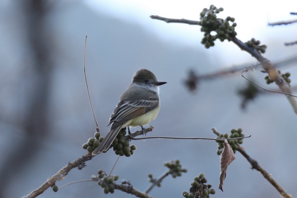 Nutting's Flycatcher - ML614213330