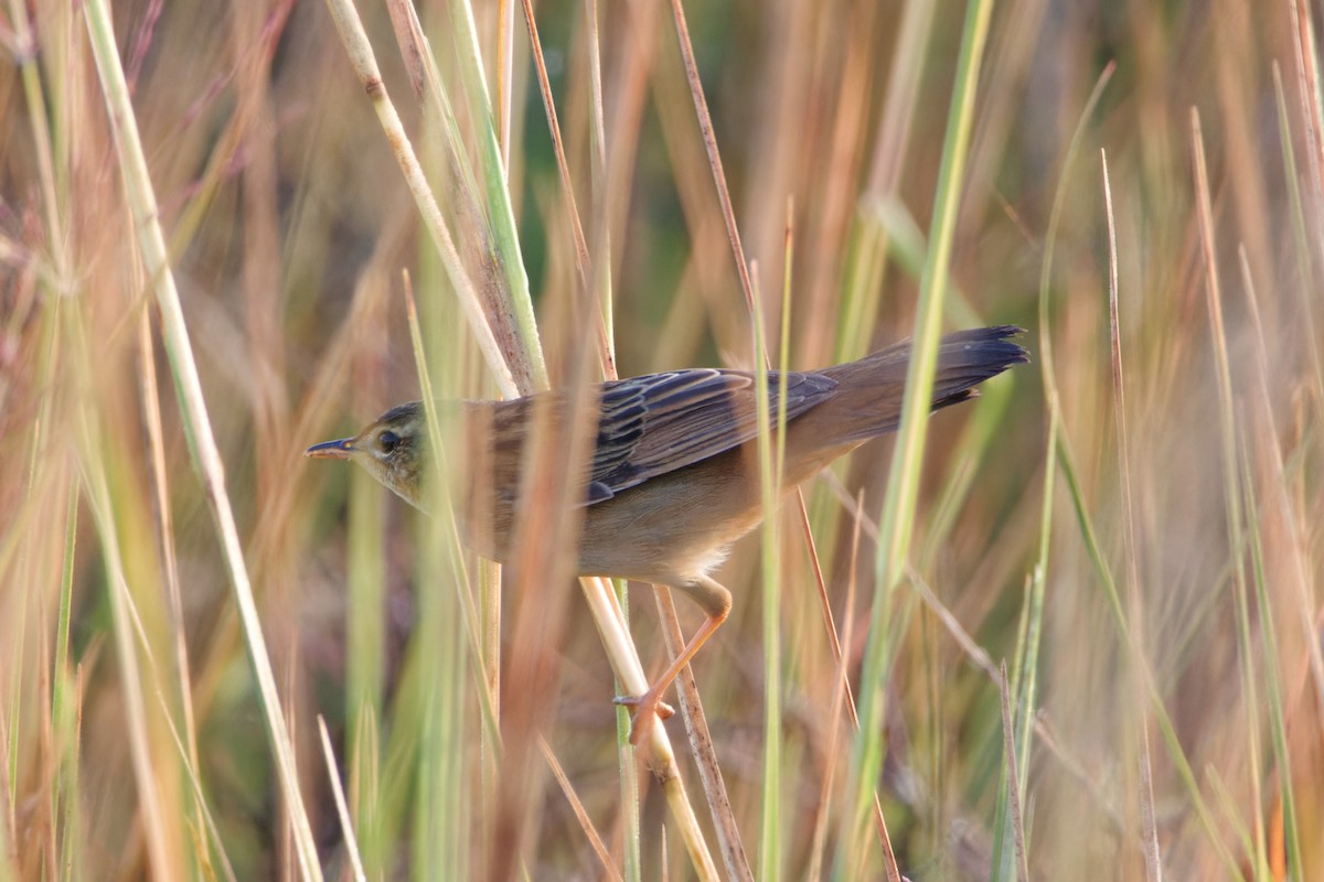 Pallas's Grasshopper Warbler - Syed Ibrahim Shah Jalal