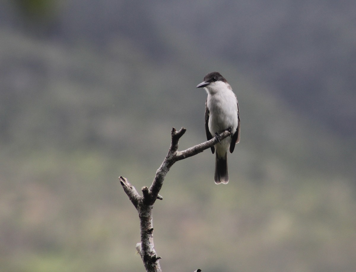 Loggerhead Kingbird - Bobby Figarotta