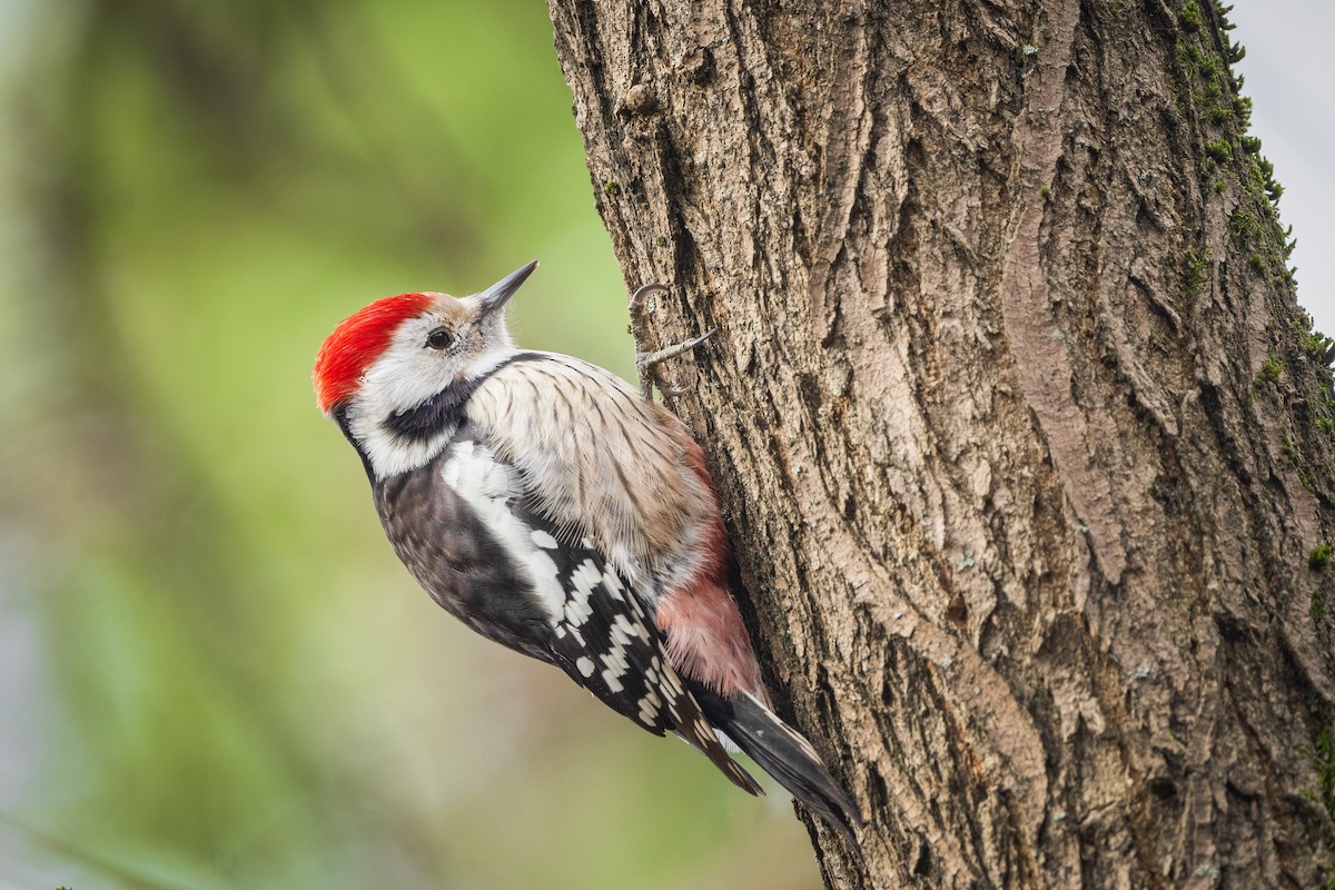Middle Spotted Woodpecker - Alper Tüydeş