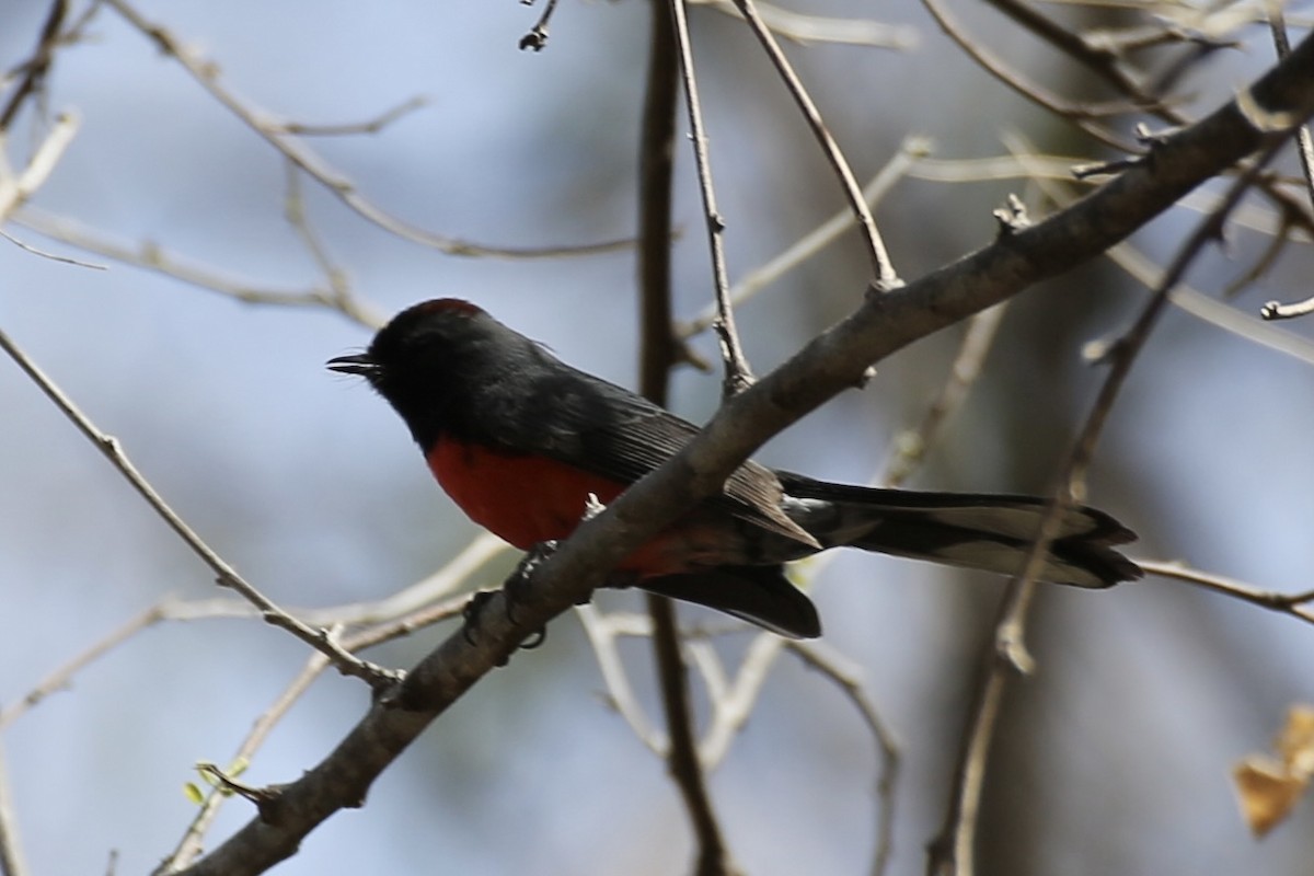 Slate-throated Redstart - ML614213369