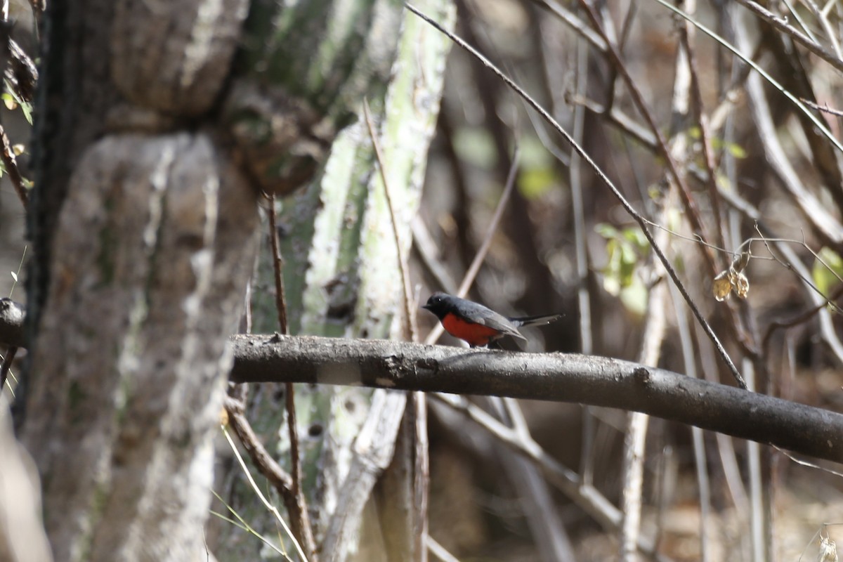 Slate-throated Redstart - ML614213370