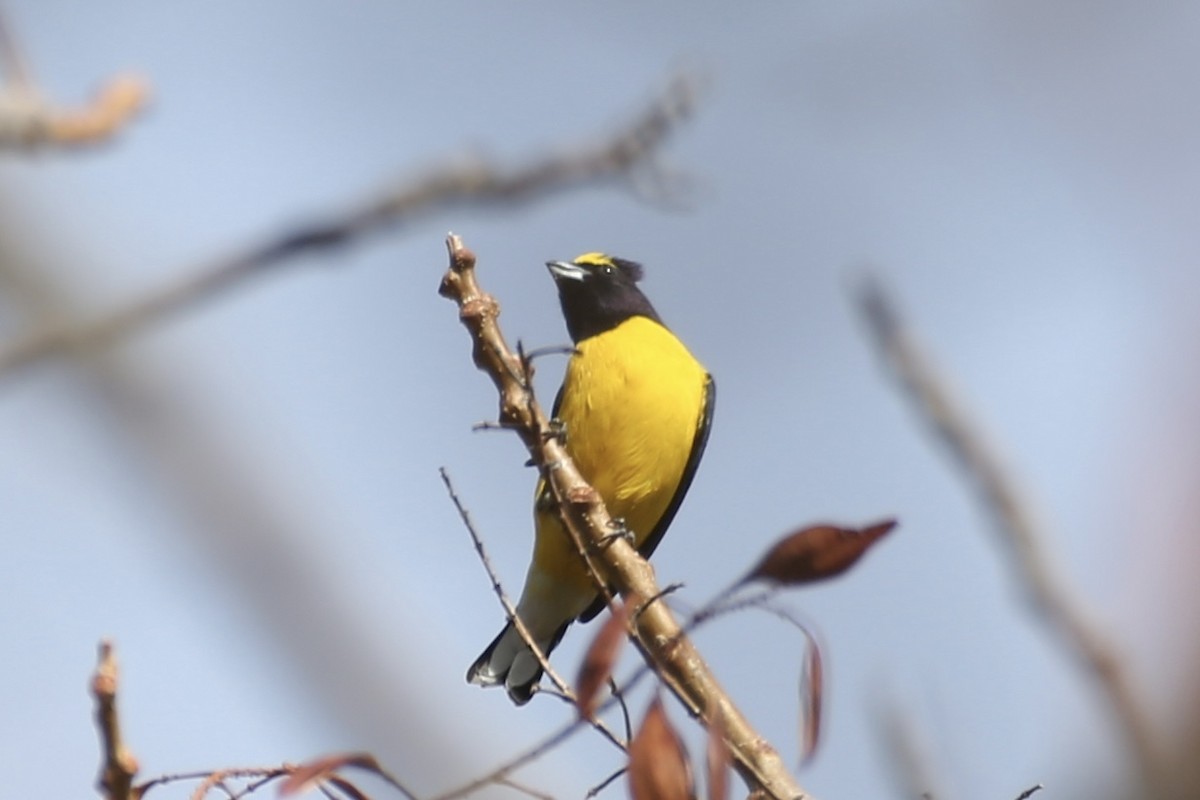 West Mexican Euphonia - Jake Thompson