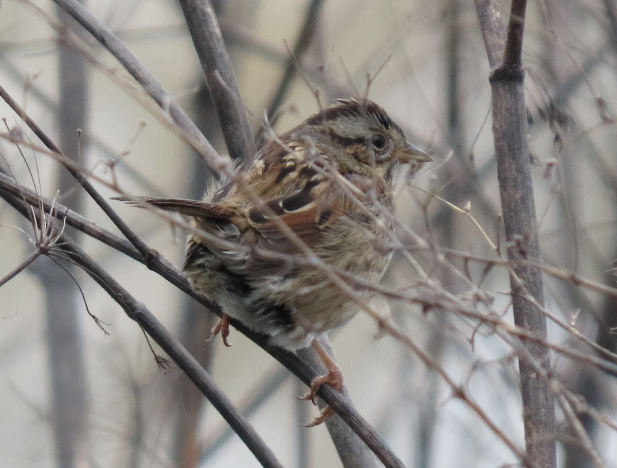 Swamp Sparrow - Jay Withgott