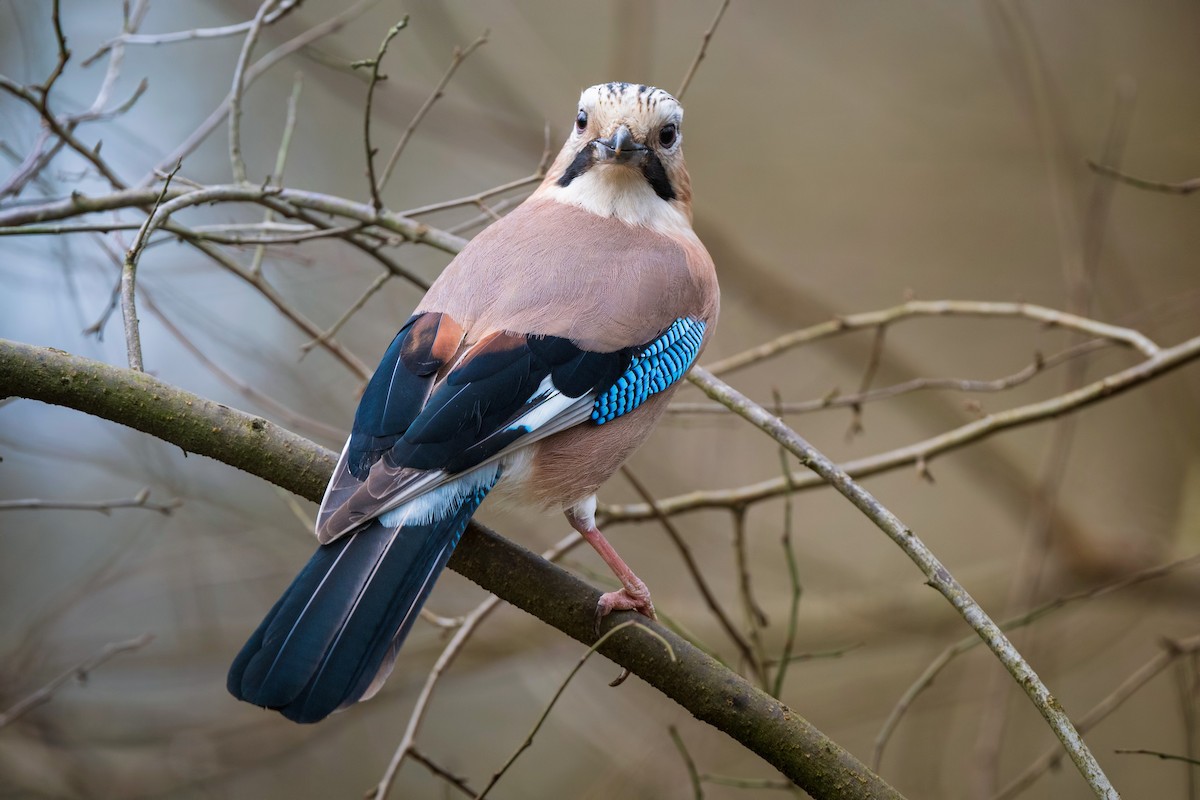 Eurasian Jay - Alper Tüydeş