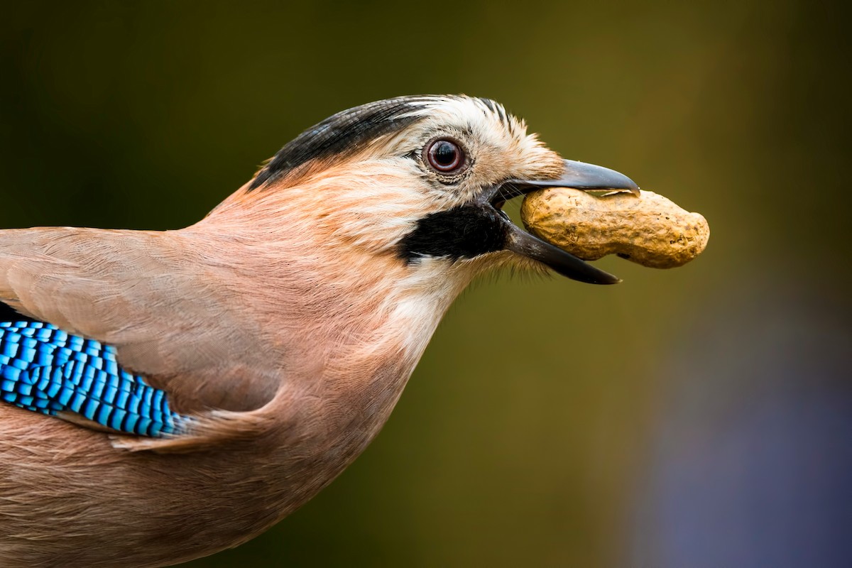 Eurasian Jay - Alper Tüydeş