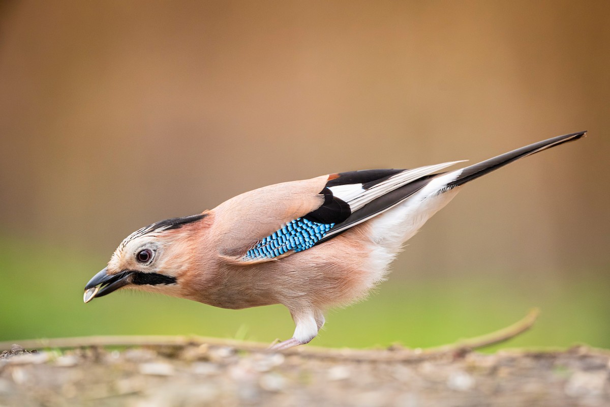Eurasian Jay - Alper Tüydeş