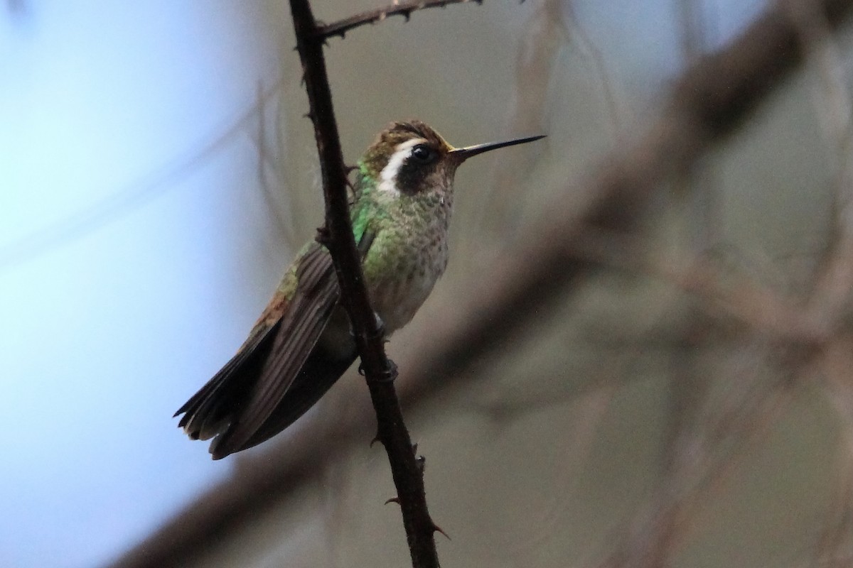 kolibřík bělouchý - ML614213417
