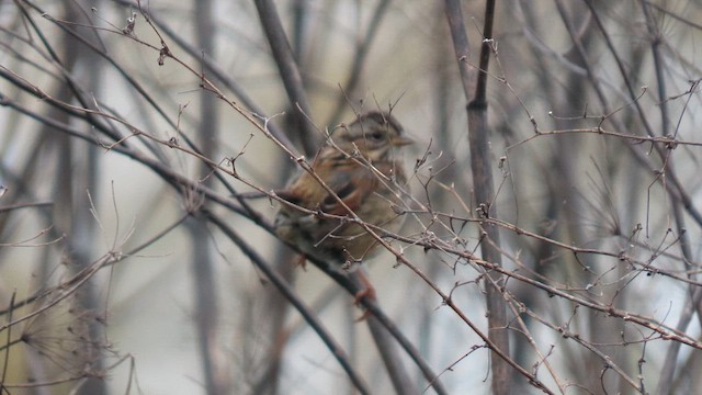 Swamp Sparrow - ML614213418