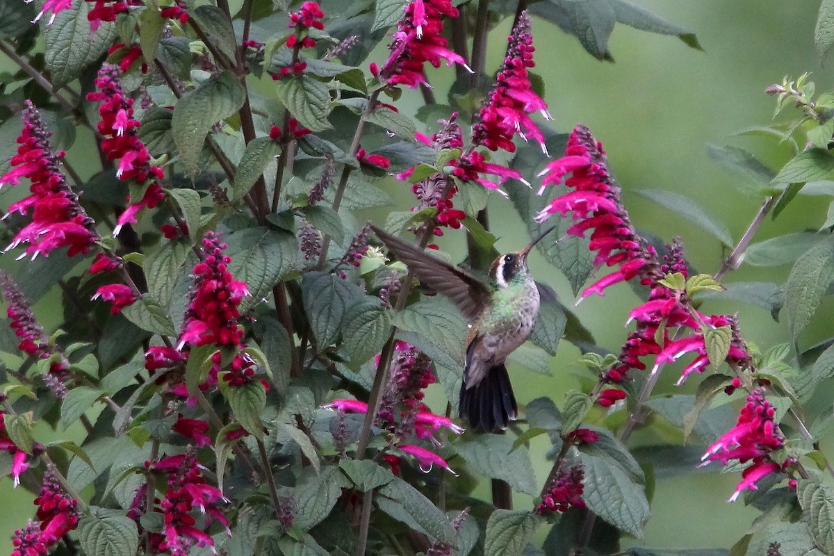 White-eared Hummingbird - Paul Lewis