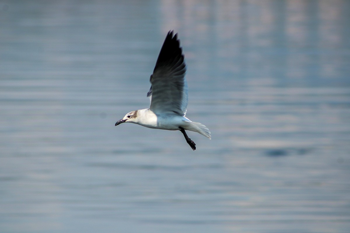 Gaviota Guanaguanare - ML614213438