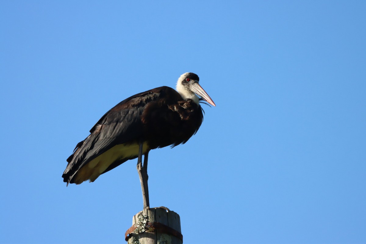 African Woolly-necked Stork - ML614213467