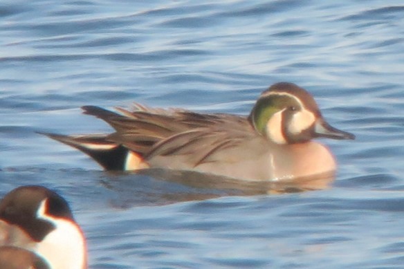 Baikal Teal x Northern Pintail (hybrid) - ML614213486