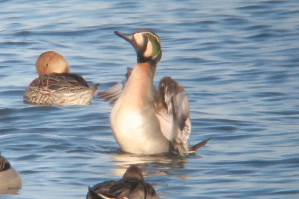 Baikal Teal x Northern Pintail (hybrid) - ML614213487