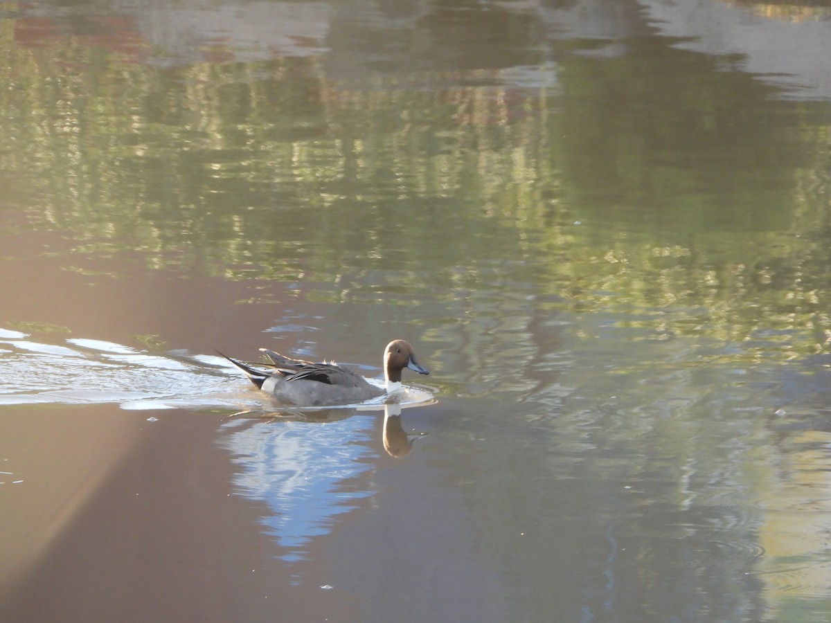 Northern Pintail - ML614213585