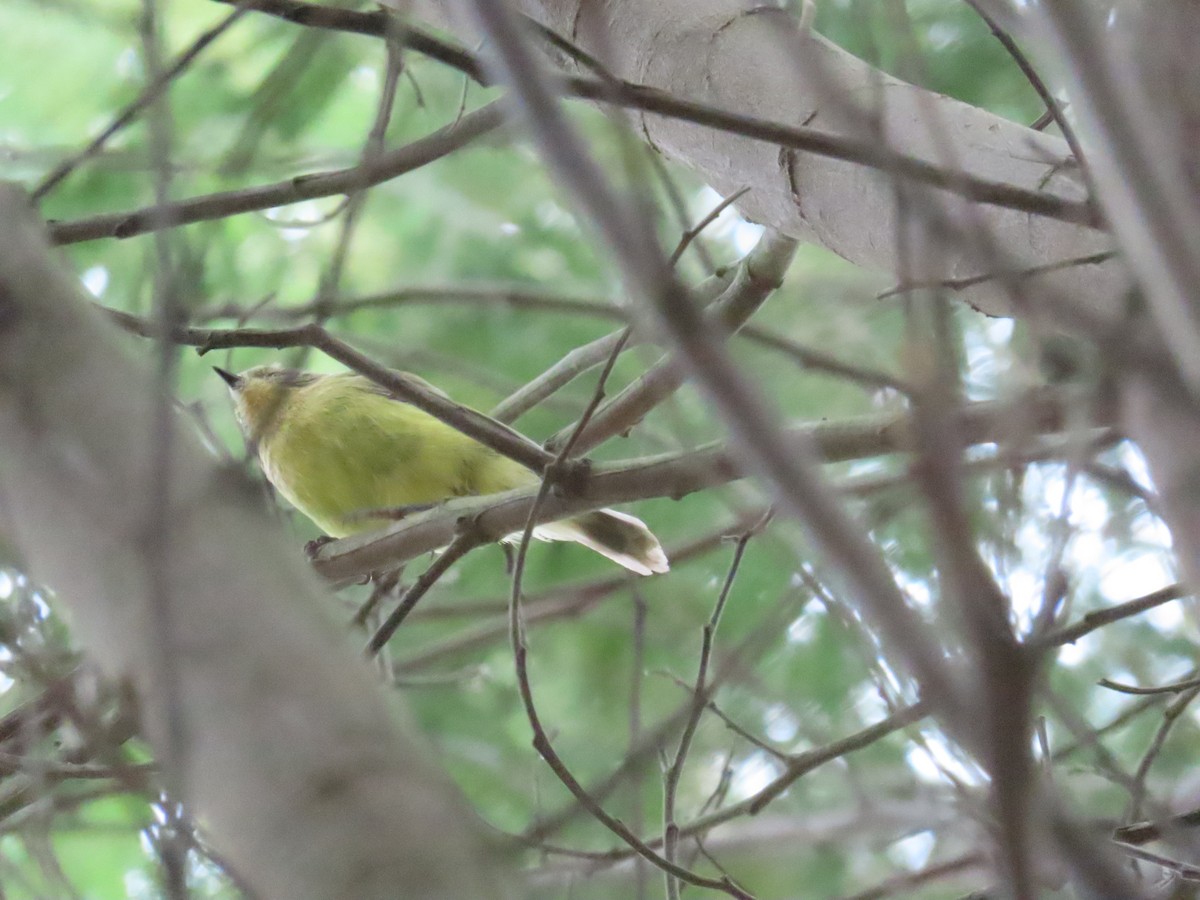 Yellow Thornbill - ML614213587