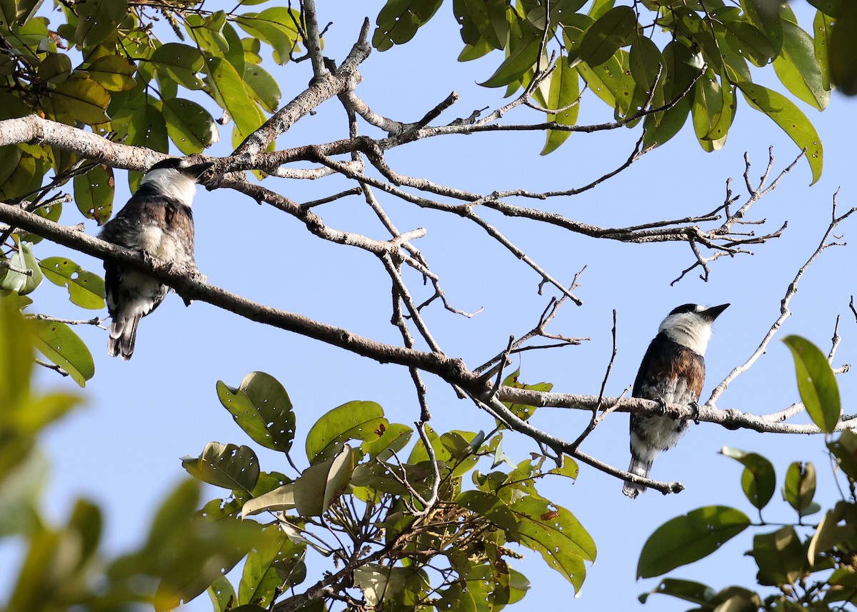 Brown-banded Puffbird - ML614213591