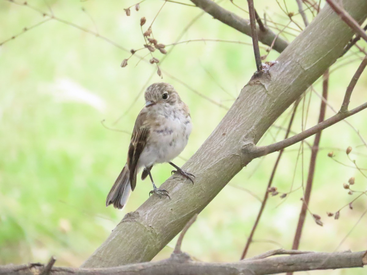 Red-capped Robin - ML614213594