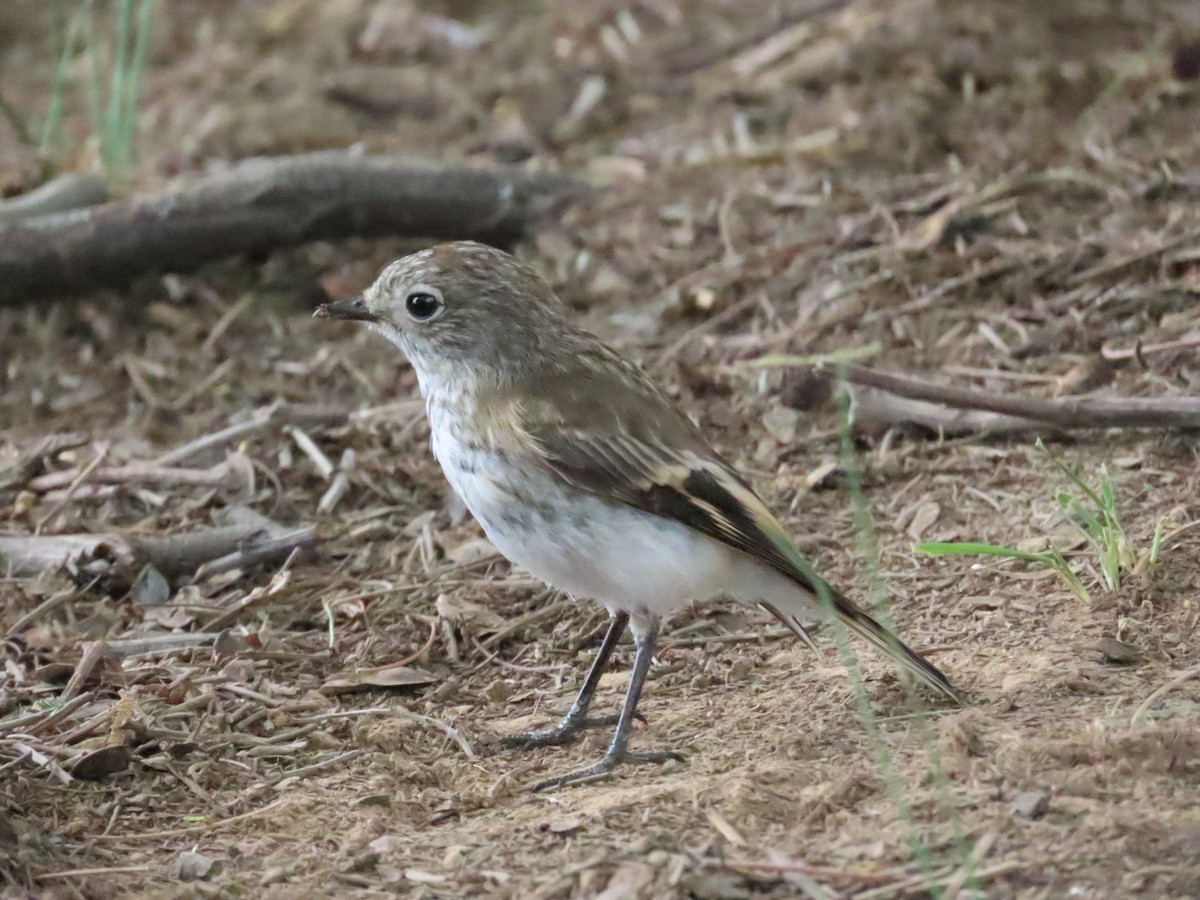 Red-capped Robin - ML614213595