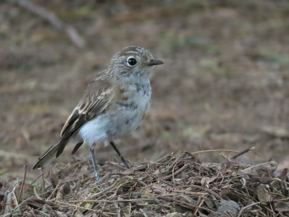 Red-capped Robin - ML614213597