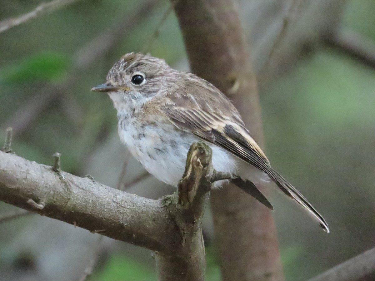 Red-capped Robin - ML614213598