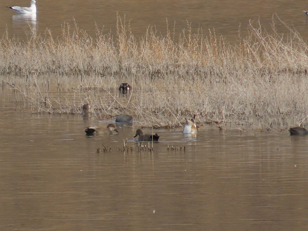 Gadwall - ML614213623