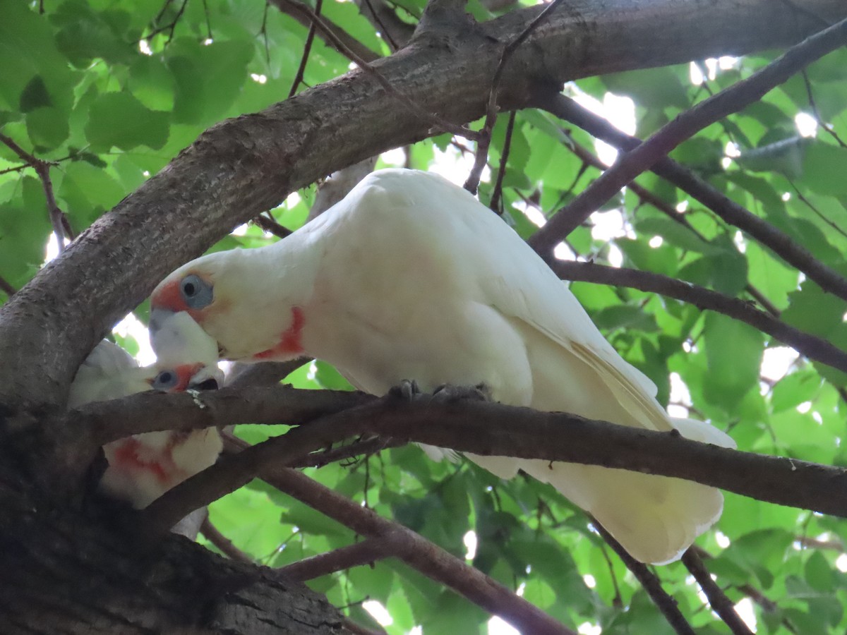 Long-billed Corella - ML614213632