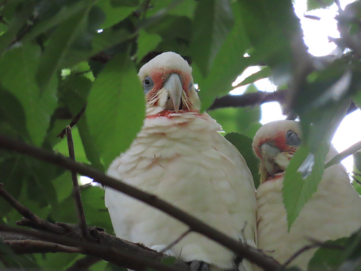 Long-billed Corella - Ben Ward