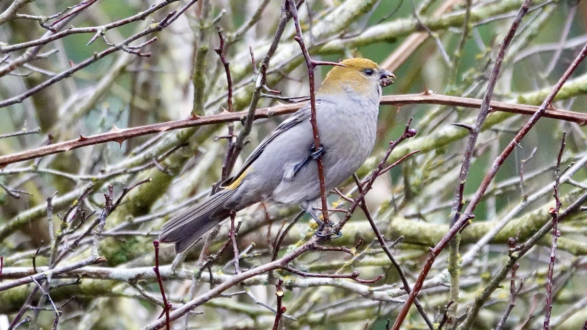 Pine Grosbeak - ML614213674