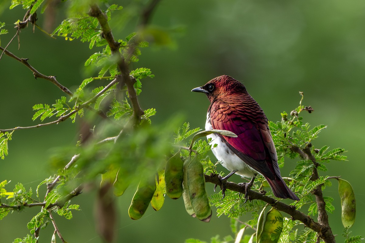 Violet-backed Starling - ML614213915