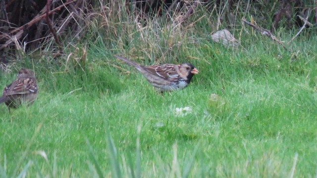 Harris's Sparrow - ML614213916