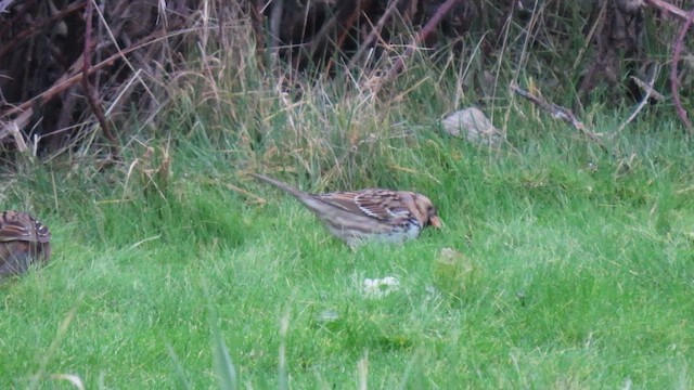 Harris's Sparrow - ML614213917