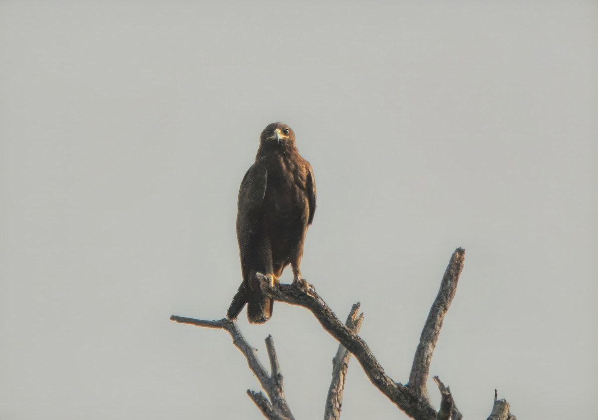 Greater Spotted Eagle - Muhammad Babar