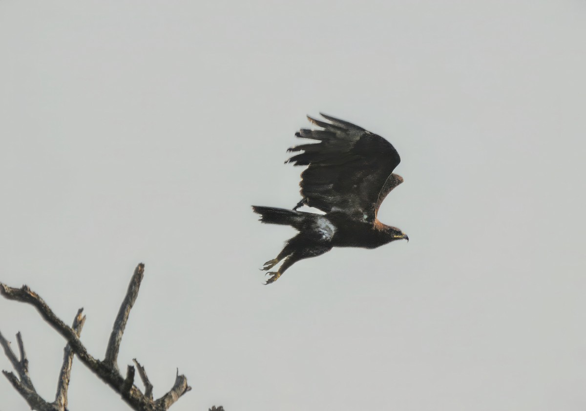 Greater Spotted Eagle - Muhammad Babar