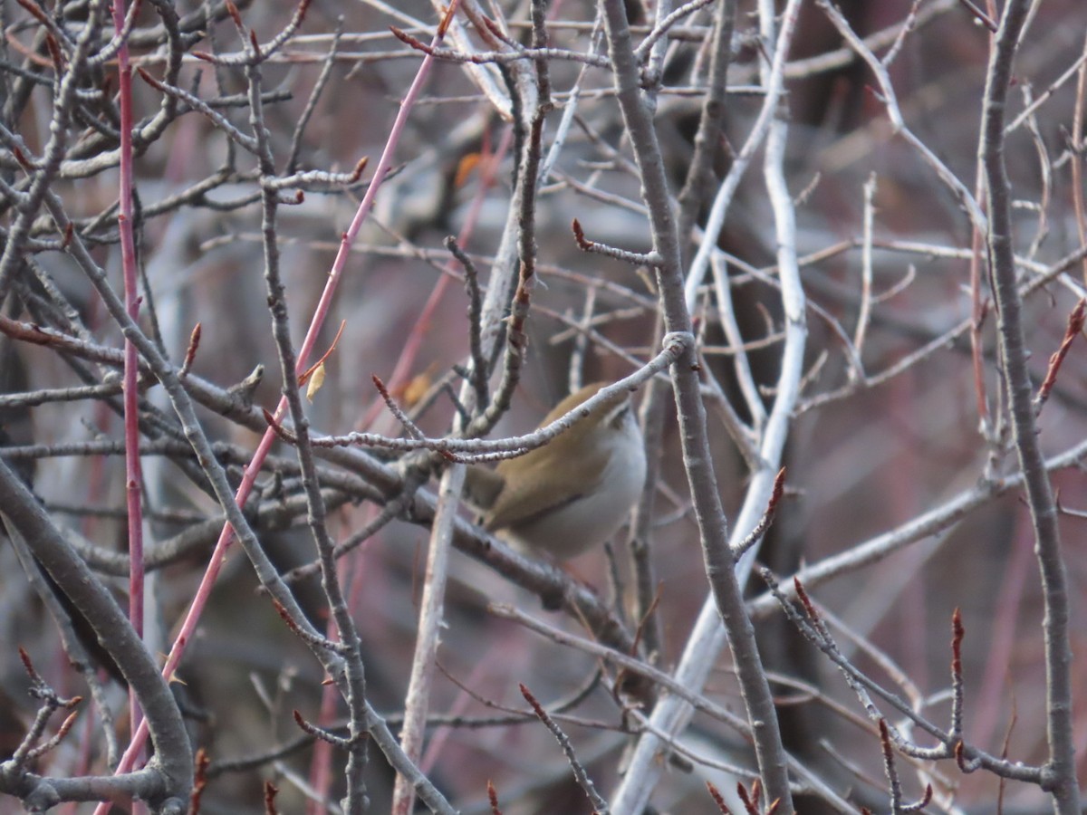 Bewick's Wren - ML614213989