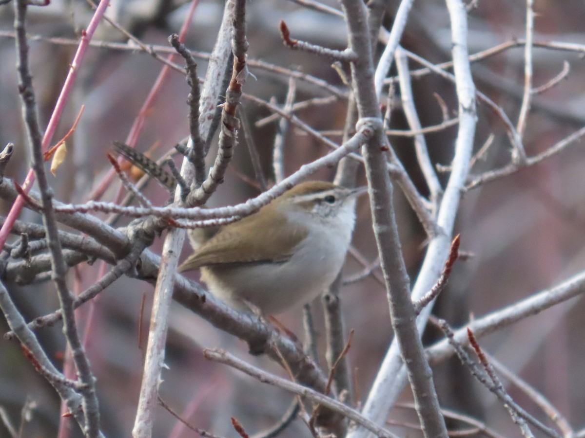 Bewick's Wren - ML614213990