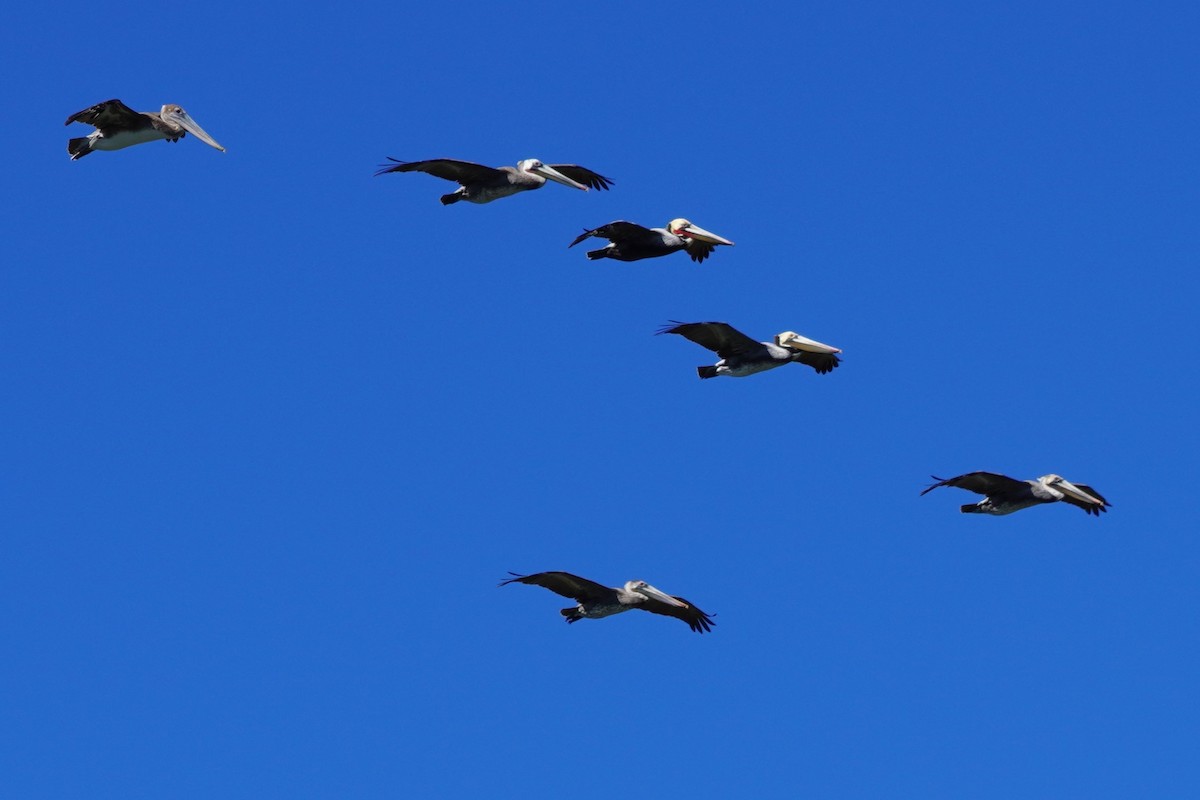 Brown Pelican - ML614214020