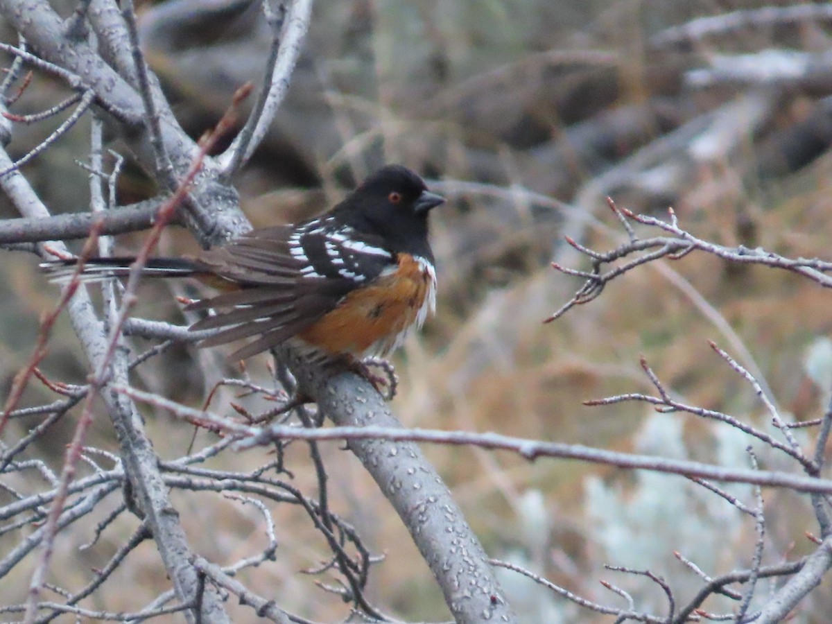 Spotted Towhee (maculatus Group) - Edward Raynor