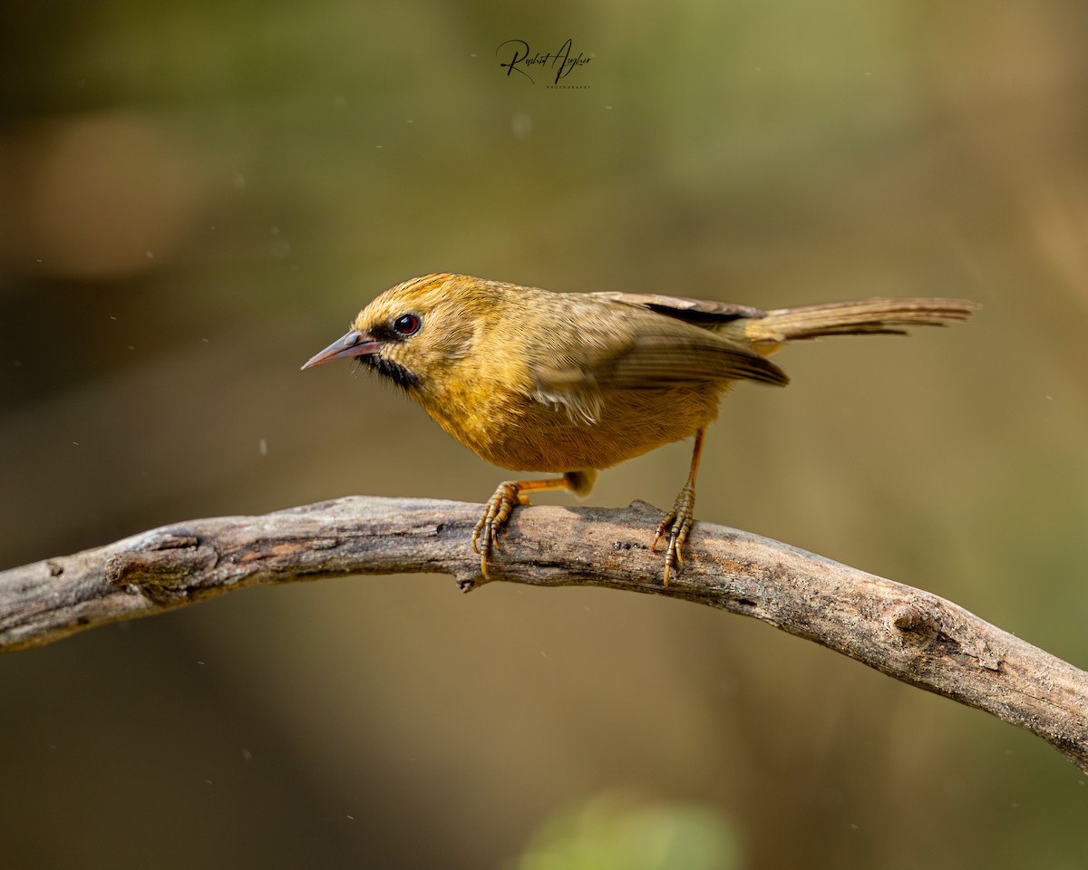 Black-chinned Babbler - ML614214104