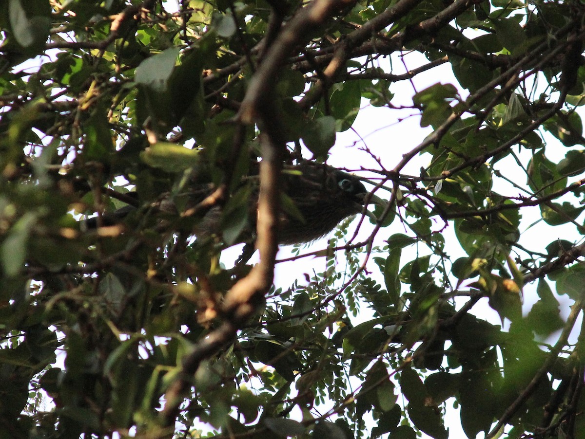 Blue-faced Malkoha - ML614214207