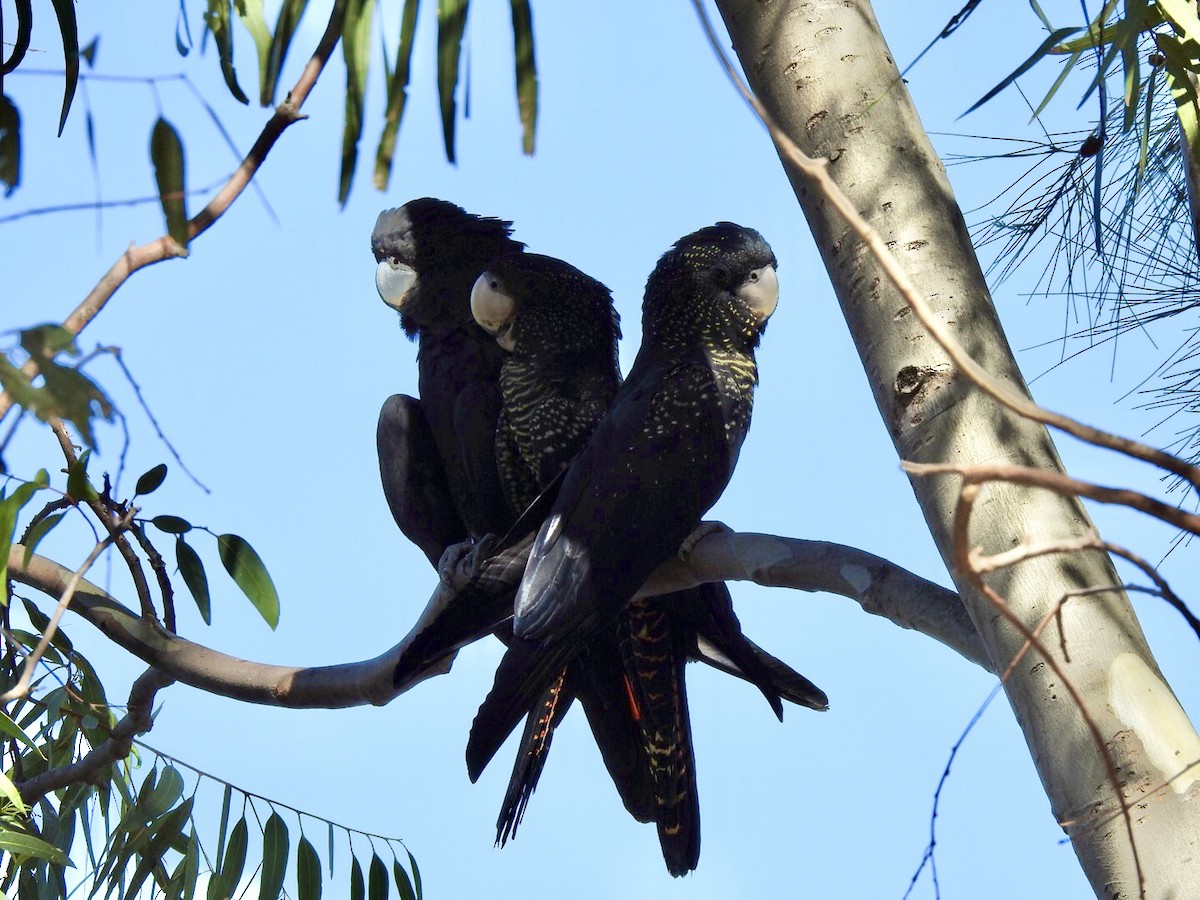 Red-tailed Black-Cockatoo - ML614214270