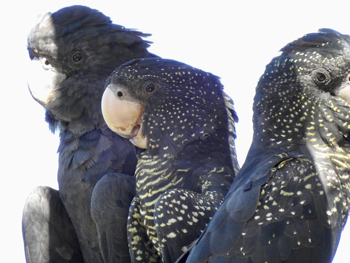 Red-tailed Black-Cockatoo - ML614214272