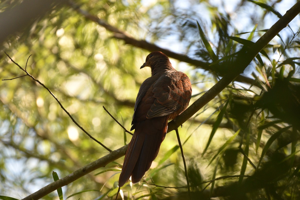 Brown Cuckoo-Dove - ML614214307