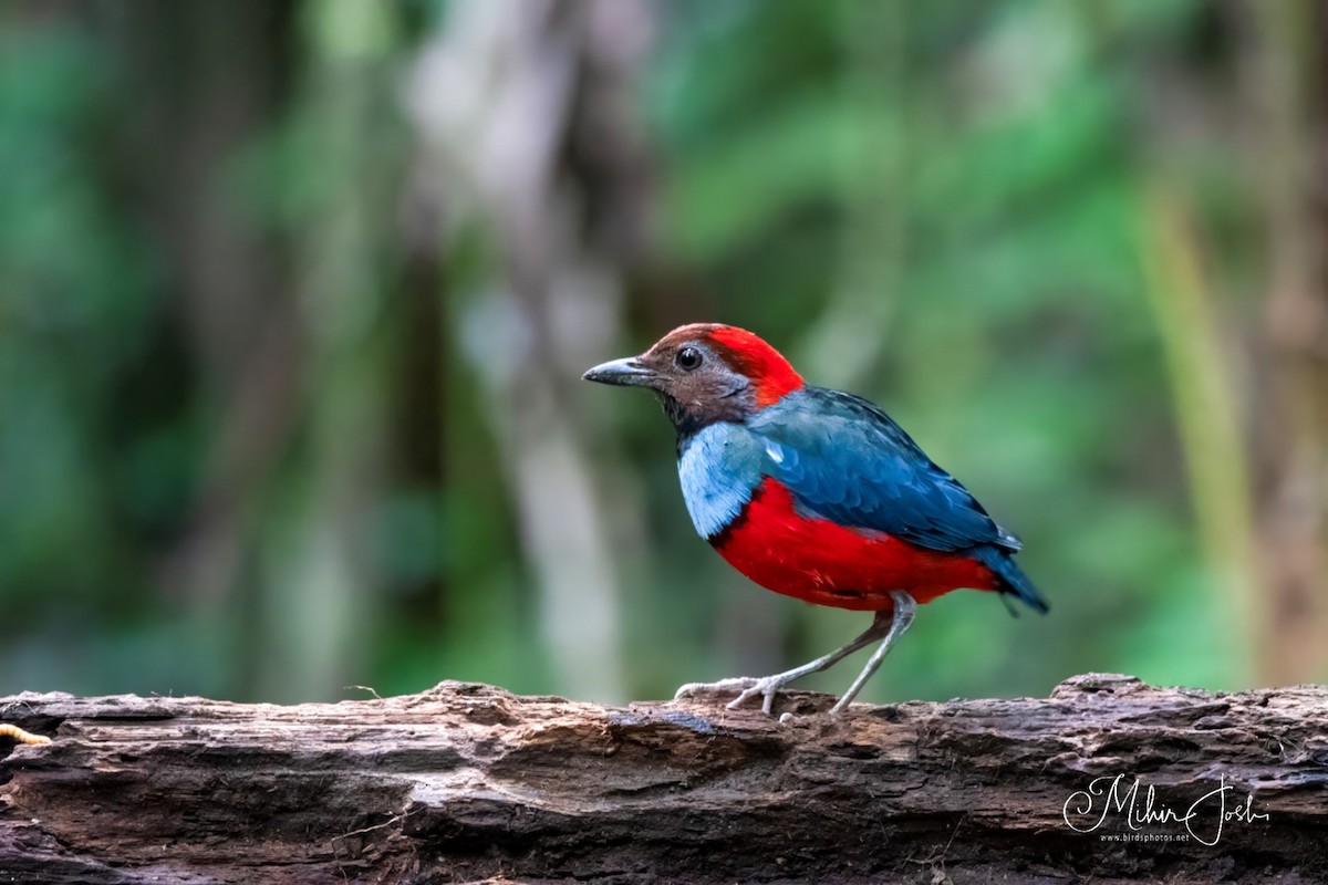 North Papuan Pitta - Mihir Joshi