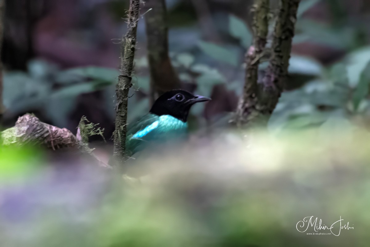 Eastern Hooded Pitta - ML614214324