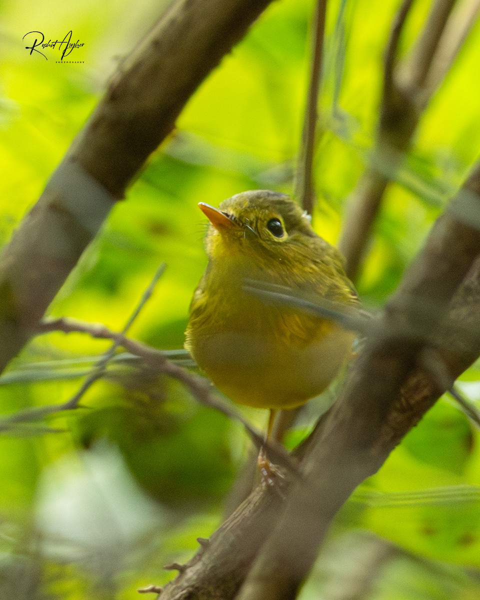 Whistler's Warbler - ML614214327