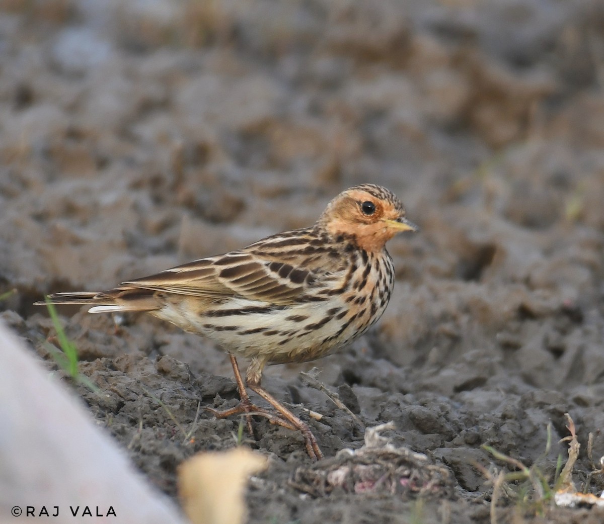 Red-throated Pipit - ML614214344